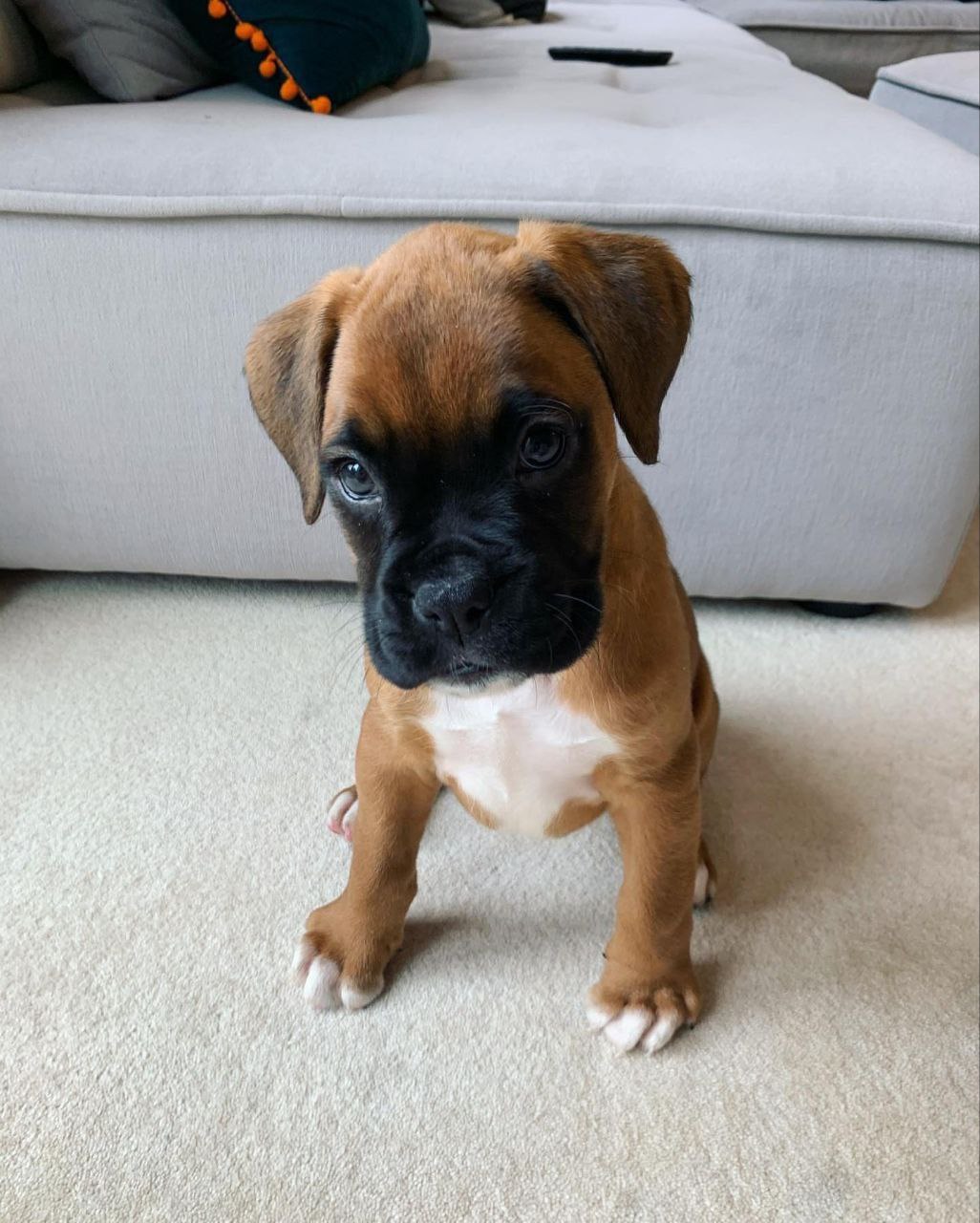 Boxer Puppy MAX 1