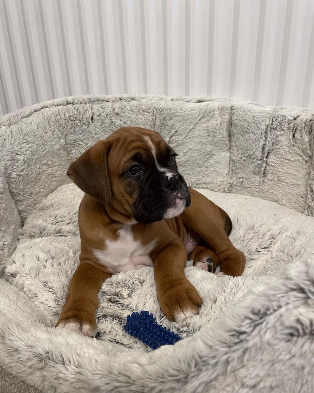 Boxer Puppy Bella 1