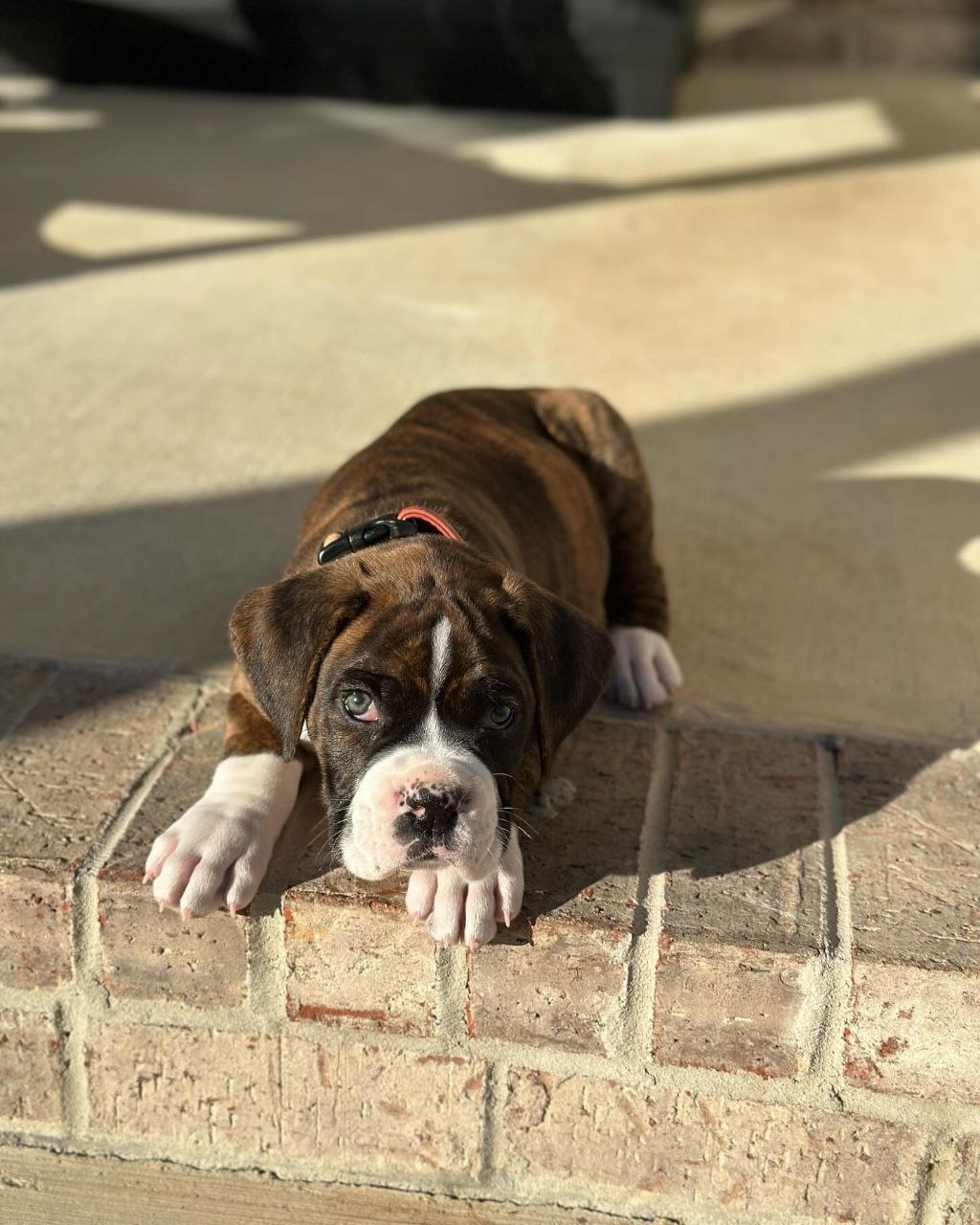 Boxer Puppy Chipper 2
