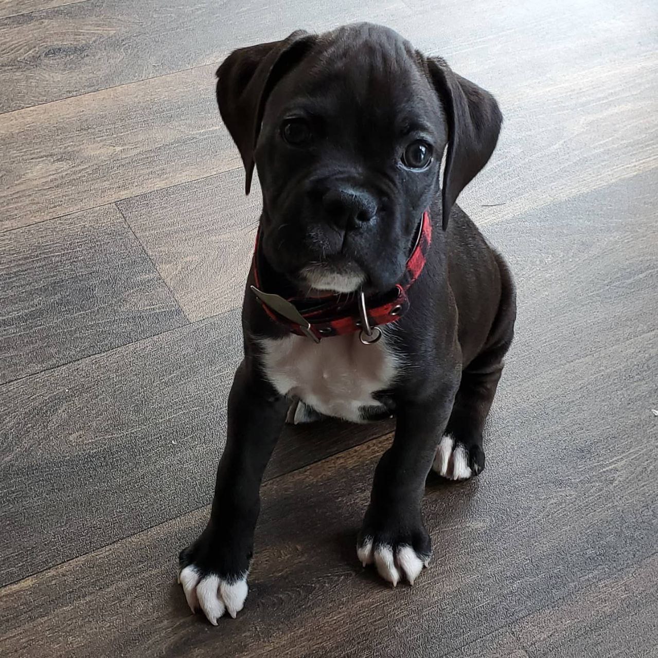 Boxer Puppy Jaeger 1