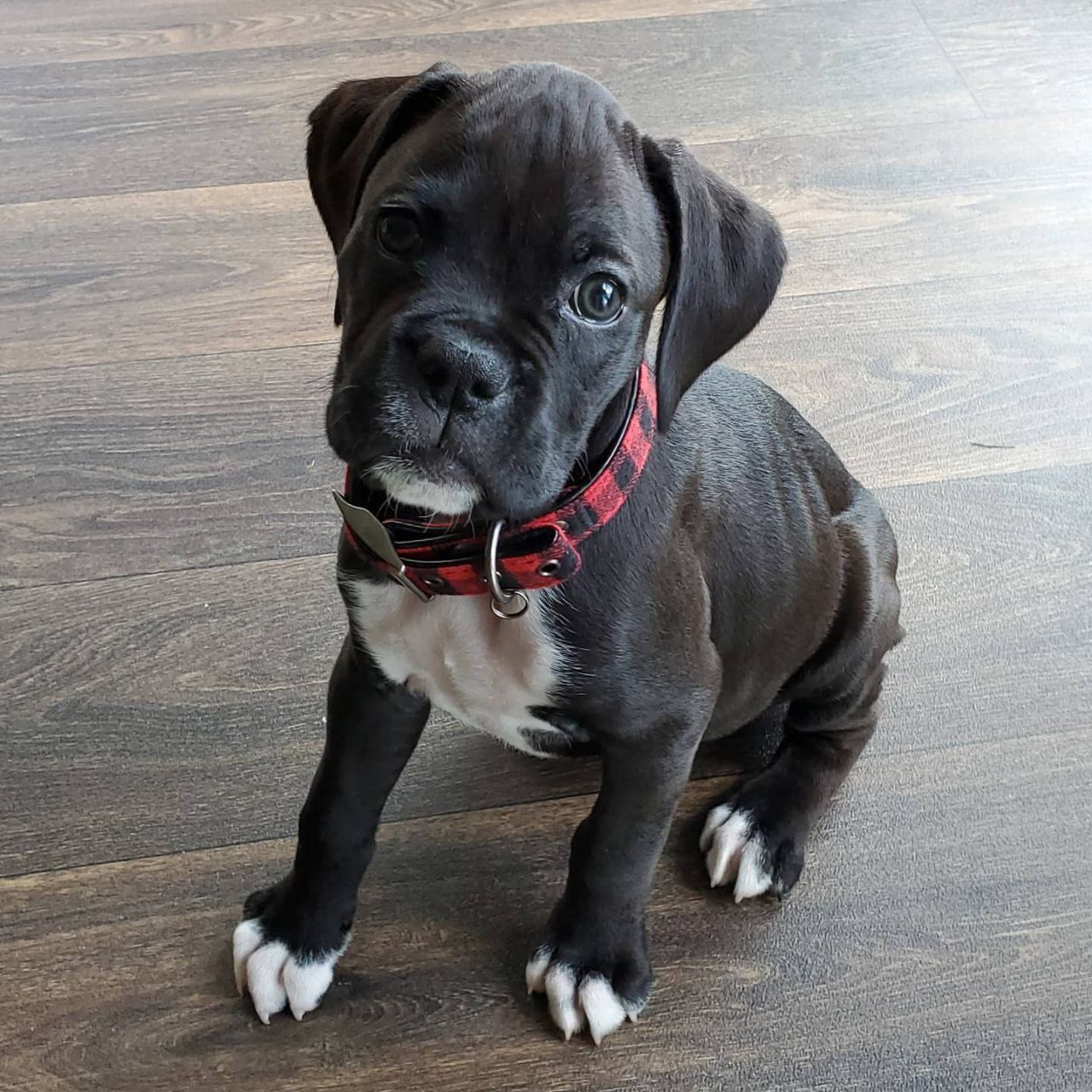 Boxer Puppy Jaeger 2