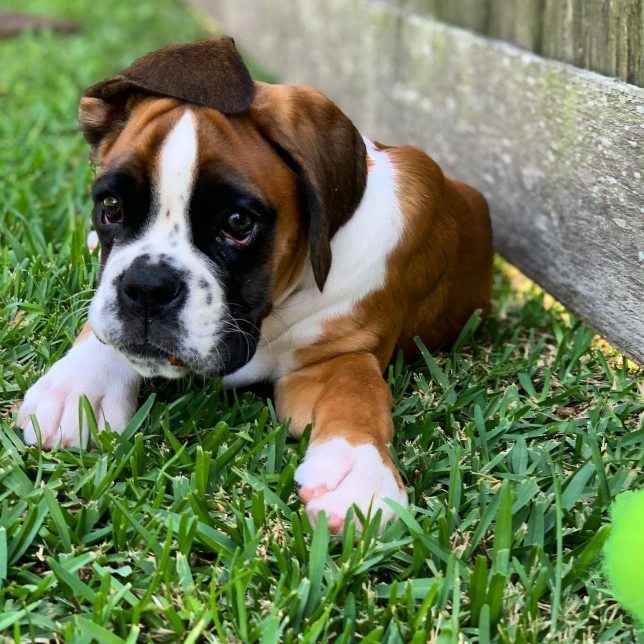 Boxer Puppy Lexie 1