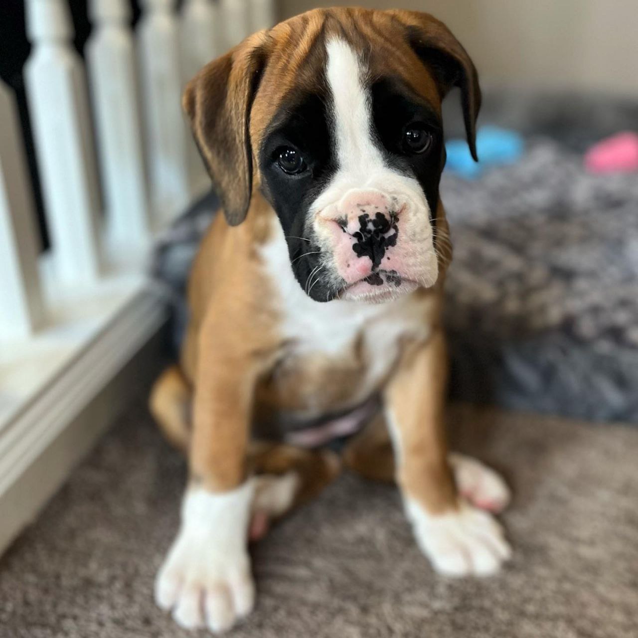Boxer Puppy Marie 2