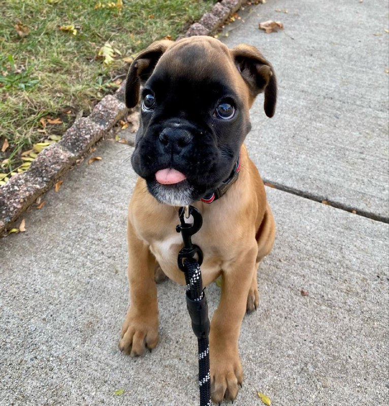 Boxer Puppy Sassy 1